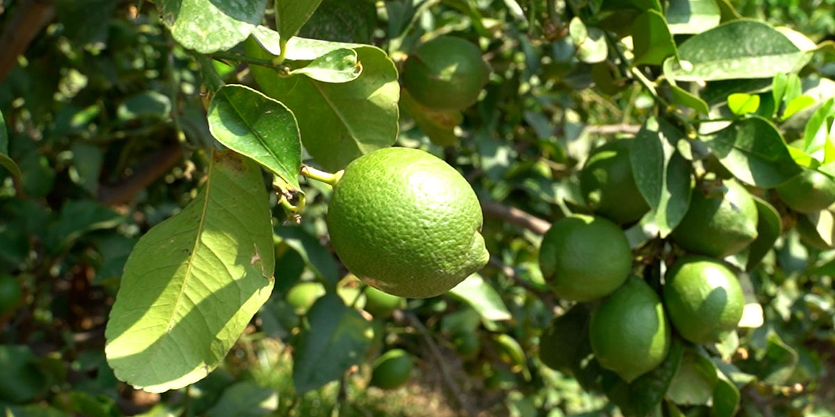 Più valore alla filiera del limone dell'Etna